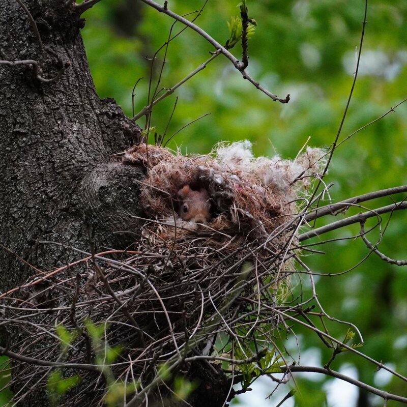 Ein rotes Eichhörnchen lugt aus einem mit Moos und Zweigen gefüllten Nest in einer Astgabel eines Baums, umgeben von frischem Frühlingsgrün. | © Shutterstock/Peter Panek