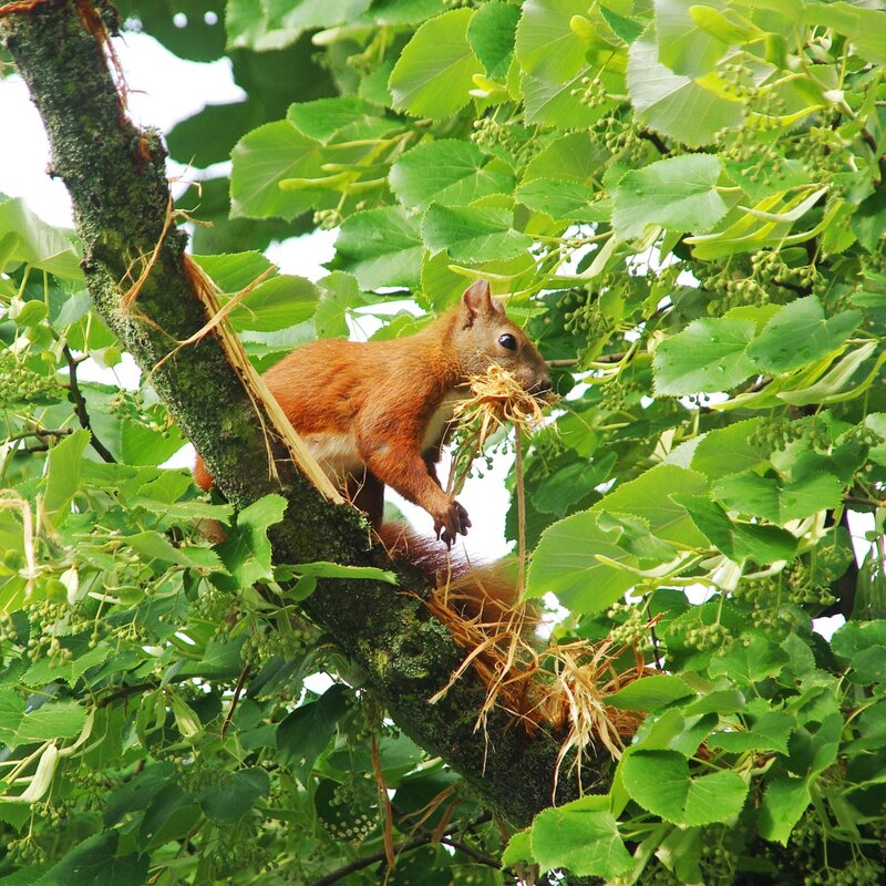 Ein rotes Eichhörnchen sitzt auf einem moosigen Ast inmitten grüner Blätter und trägt Zweige im Maul, vermutlich für den Nestbau. | © Shutterstock/linerpics