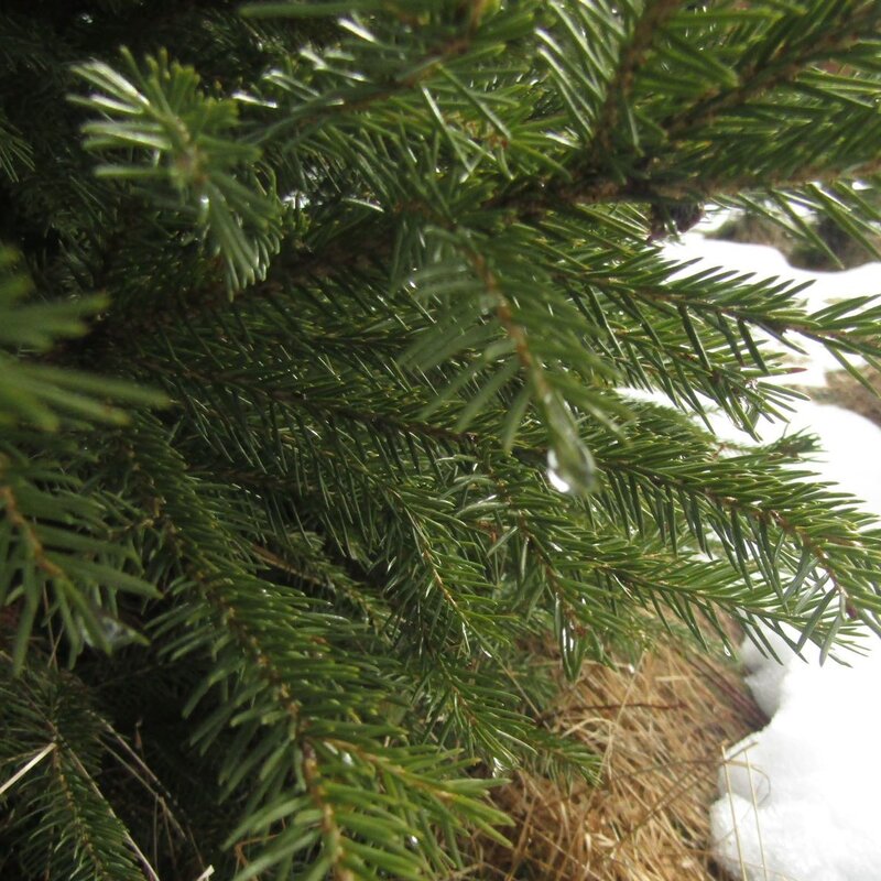 Nahaufnahme von grünen Tannenzweigen mit Tautropfen, daneben schmelzender Schnee und braunes Gras im frühen Frühling. | © Shutterstock/jefine