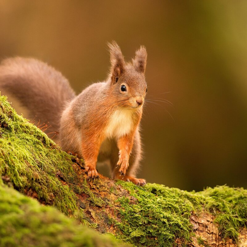Ein rotes Eichhörnchen mit buschigem Schwanz und aufgerichteten Ohrbüscheln steht aufmerksam auf einem moosbewachsenen Ast im Wald. | © Shutterstock/Wirestock Creators