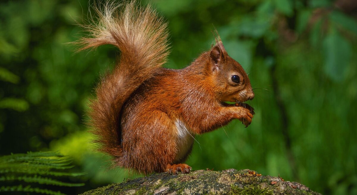 Ein braunes Eichhörnchen sitzt auf einem Baumstamm und hält eine Nuss mit seinen Vorderpfoten, während es aufmerksam in die Ferne blickt.