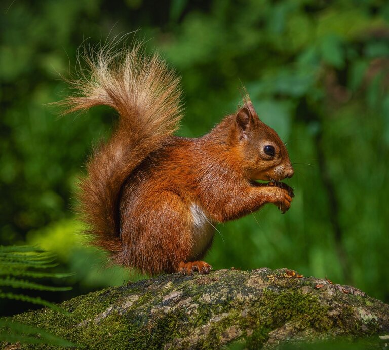 Ein braunes Eichhörnchen sitzt auf einem Baumstamm und hält eine Nuss mit seinen Vorderpfoten, während es aufmerksam in die Ferne blickt. | © Shutterstock/Photoaddict01