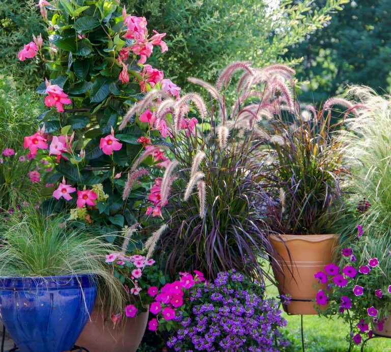 Bunte Blumenarrangements mit rosa Blüten, Ziergräsern und grünen Blättern in blauen und terrakottafarbenen Töpfen auf einer Terrasse. | © Shutterstock/Molly Shannon