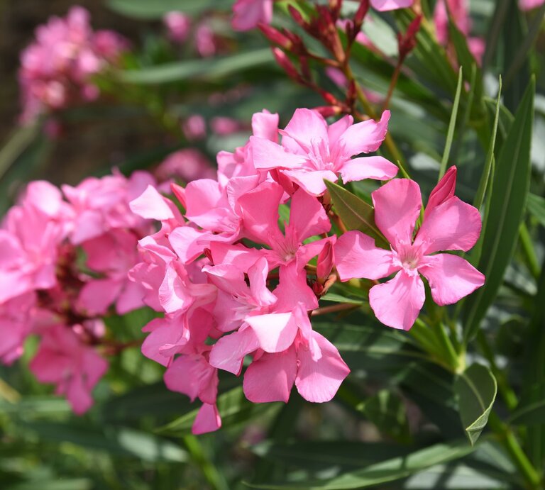 Rosa Oleanderblüten in voller Blüte mit grünen, länglichen Blättern vor unscharfem Hintergrund in der Sonne. | © Shutterstock/photoPOU