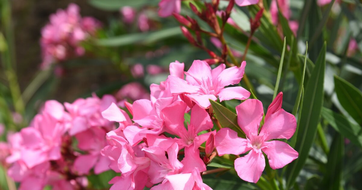 Oleander dngen: Probiere mal den Giewasser-Trick