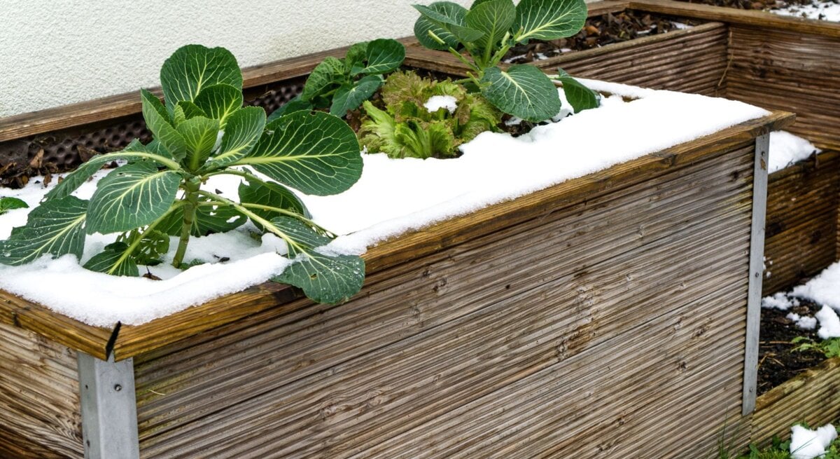 Schnee bedeckt die Holzränder eines Hochbeets mit Kohl- und Salatpflanzen, daneben grüne Wiese und Rückwand aus weißem Putz.