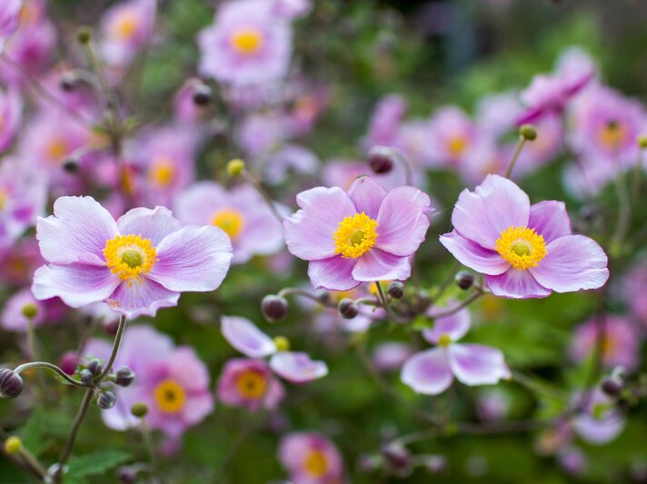 Zartrosa Anemonen mit gelber Blütenmitte blühen in dichten Büscheln vor unscharfem, grünem Hintergrund im Garten. | © Shutterstock/Mira Drozdowski