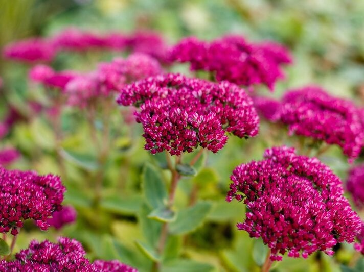 Dicht stehende Sedumblüten in kräftigem Purpurrot leuchten vor verschwommenem, grünem Gartenhintergrund. | © Shutterstock/Flower_Garden