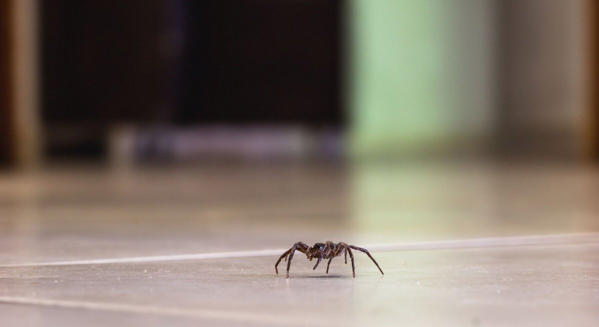Kleine braune Spinne krabbelt allein über einen beigen Fliesenboden, im Hintergrund unscharfe Möbel in einem Zimmer.