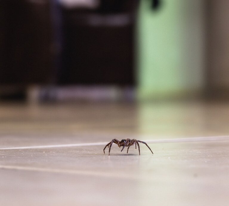 Kleine braune Spinne krabbelt allein über einen beigen Fliesenboden, im Hintergrund unscharfe Möbel in einem Zimmer. | © Adobe Stock/RHJ