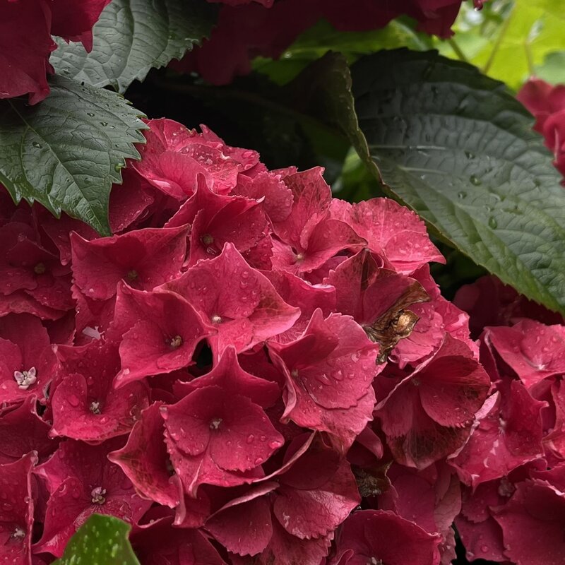 Nahaufnahme von dunkelroten Hortensienblüten mit Regentropfen, umgeben von großen, grünen Blättern. | © Shutterstock/Elena Dreglea