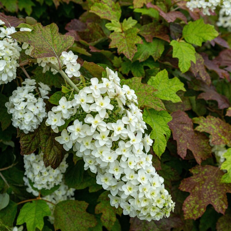 Weiße Hortensienblüten in Traubenform hängen vor grünen und rötlich-braunen Blättern in einem Garten. | © Shutterstock/billysfam