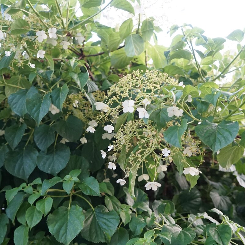 Feinblättrige Kletterhortensie mit zarten weißen Blüten und dichten grünen Blättern im sommerlichen Garten. | © Shutterstock/crystaldream