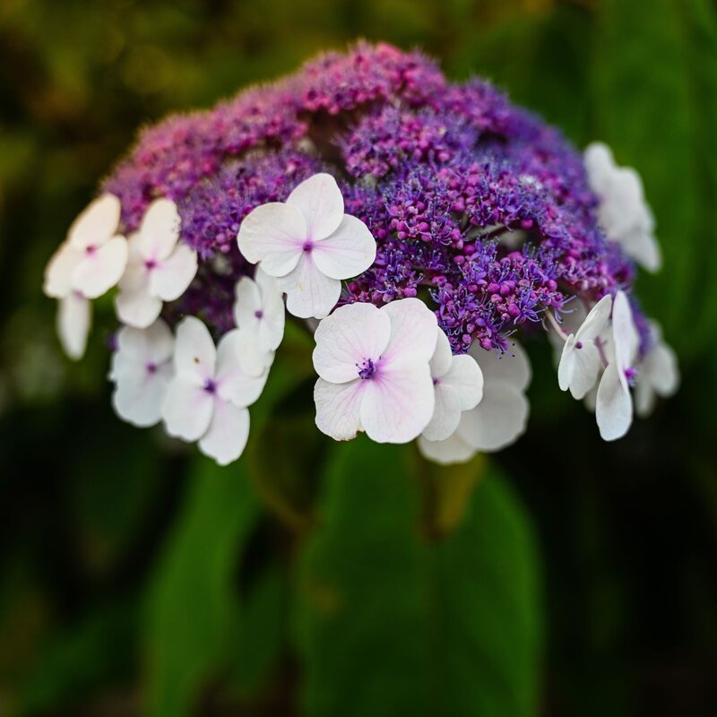 Nahaufnahme einer violetten Tellerhortensie mit zarten, weißen Randblüten vor unscharfem grünem Hintergrund. | © Shutterstock/ThePhotoFab