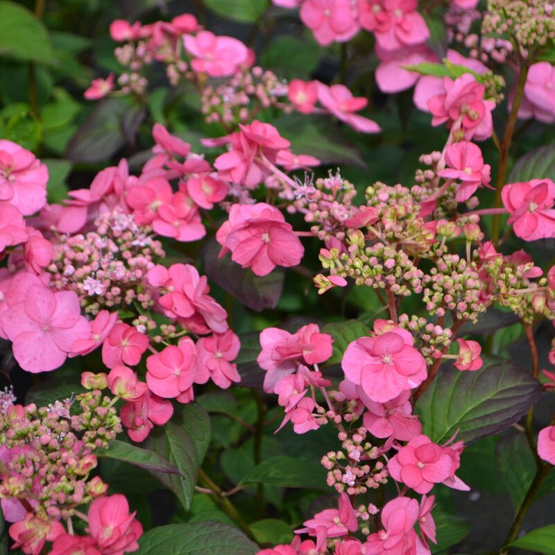 Rosa Tellerhortensien in voller Blüte mit Knospen und grünen Blättern im Hintergrund. | © Shutterstock/Edita Medeina