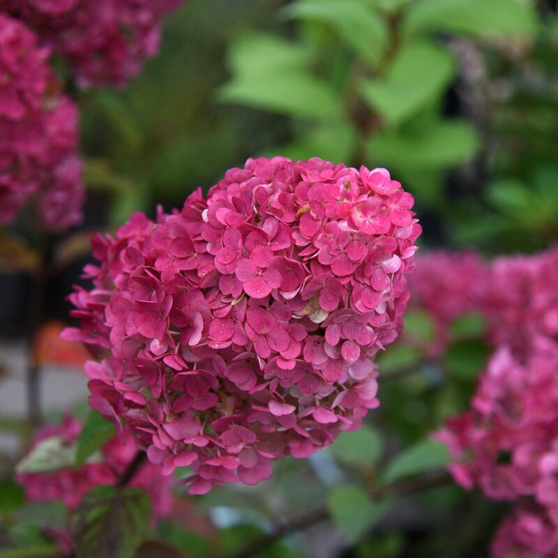 Dunkelrosa Hortensienblüte in voller Blüte vor unscharfem grünem Hintergrund. | © Shutterstock/photoPOU