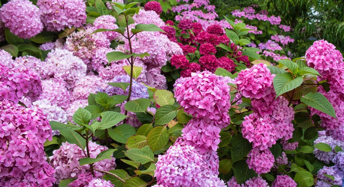 Üppige Hortensien in Rosa- und Lilatönen blühen dicht nebeneinander in einem grünen Garten, Blätter leuchten frisch.