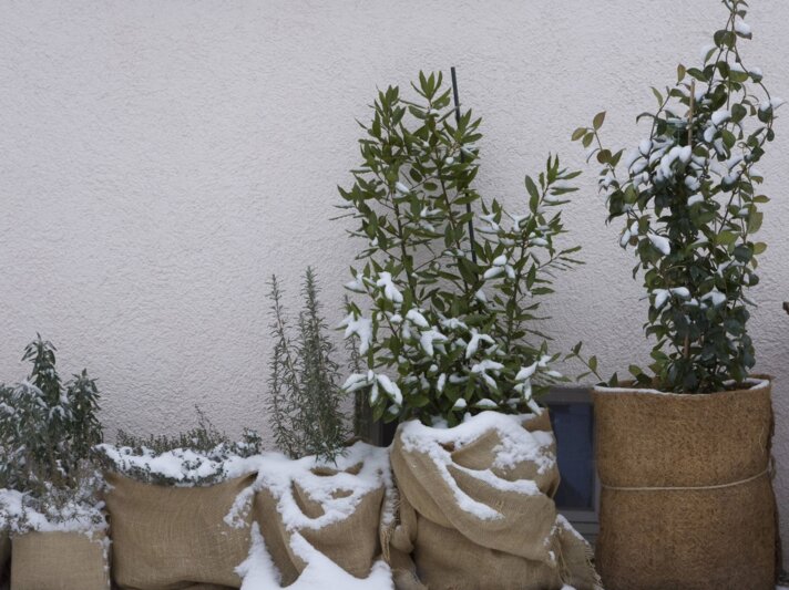 Verschneite Kräuterpflanzen in Jutesäcken stehen an einer weißen Wand im Winter, teils mit Schneedecke bedeckt. | © IMAGO/Westend61