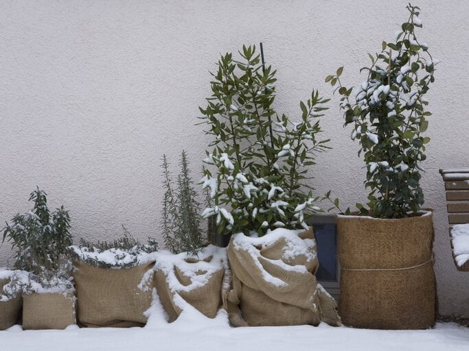 Verschneite Kräuterpflanzen in Jutesäcken stehen an einer weißen Wand im Winter, teils mit Schneedecke bedeckt. | © IMAGO/Westend61