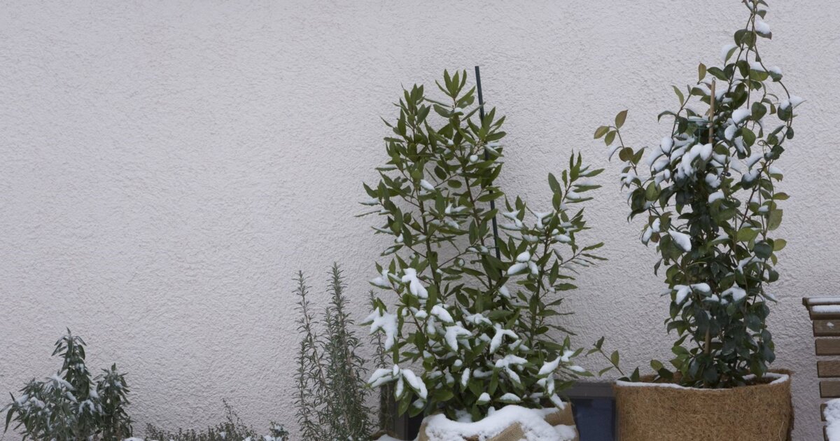 Pflanzen berwintern: So berstehen sie selbst den hrtesten Winter