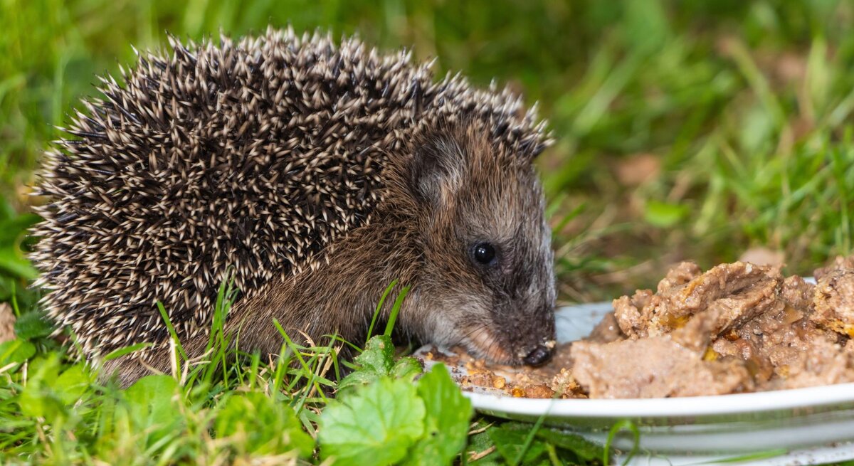 Ein Igel mit gesträubtem Stachelkleid frisst aufmerksam von einem Teller mit Katzenfutter auf grünem Rasen.