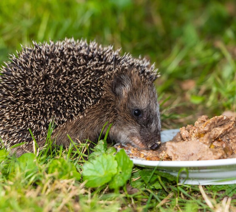 Ein Igel mit gesträubtem Stachelkleid frisst aufmerksam von einem Teller mit Katzenfutter auf grünem Rasen. | © Adobetock/Frank