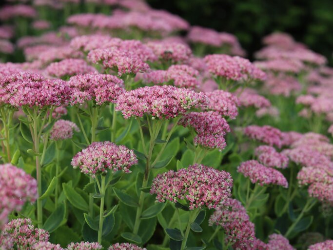 Blühende Fetthennen mit zartrosa Blütendolden stehen dicht an dicht in einem grünen Garten mit dunklem Hintergrund. | © Shutterstock/Kabar