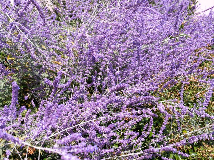 Üppig blühender Perovskia-Strauch mit filigranen violett-blauen Blütenrispen und silbrigen Stängeln in der Sonne. | © Shutterstock/Real_life_photo