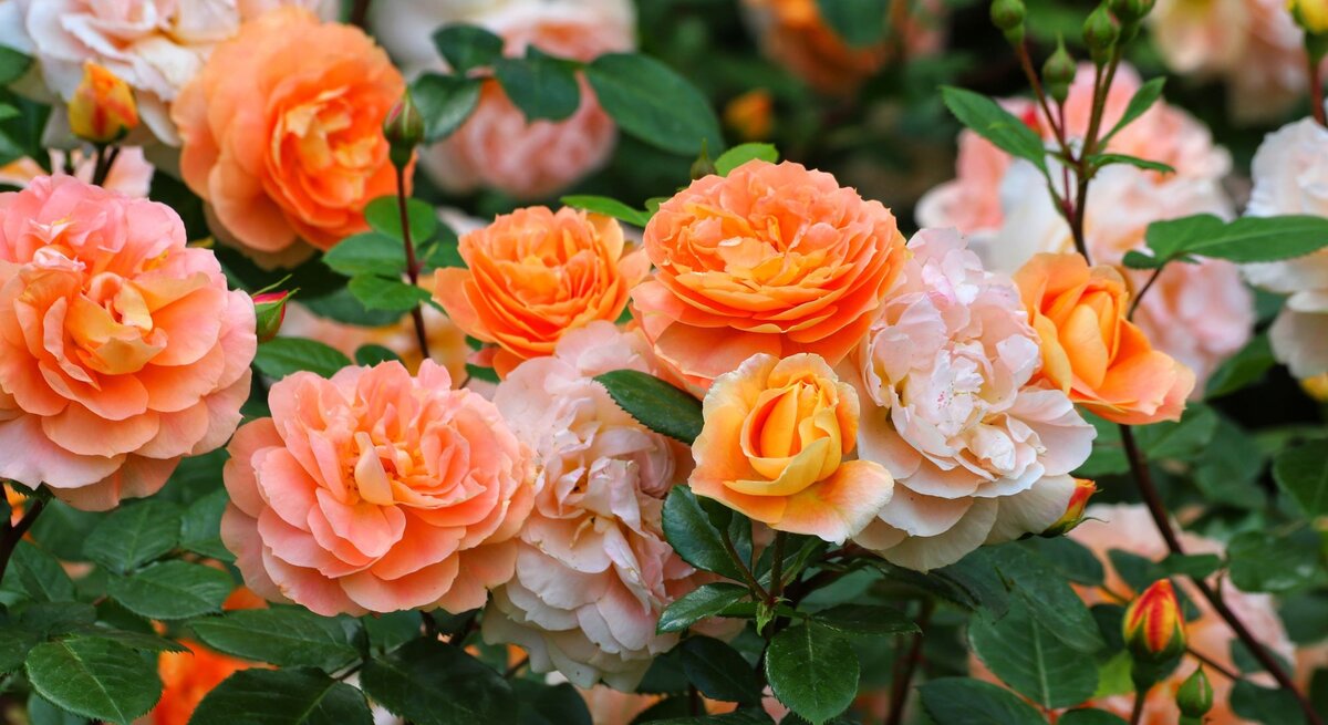 Üppig blühende Strauchrosen in zarten Apricot- und Pfirsichtönen mit grünen Blättern im Garten.