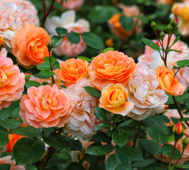 Üppig blühende Strauchrosen in zarten Apricot- und Pfirsichtönen mit grünen Blättern im Garten. | © Shutterstock/Kabar