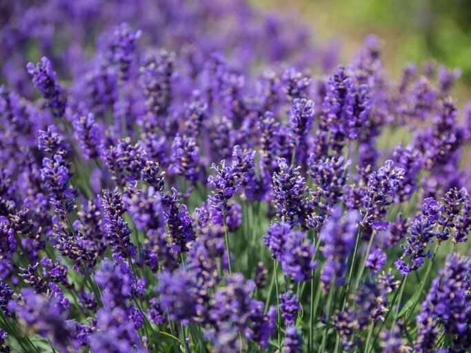 Nahaufnahme blühender Lavendelbüsche in kräftigem Violett auf einem sonnigen Feld. | © Shutterstock/anmbph