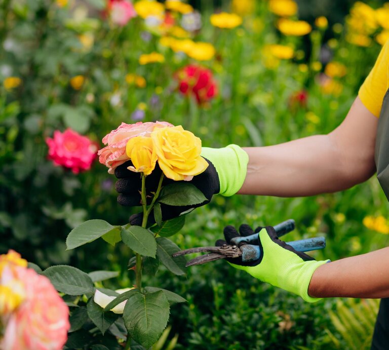 Eine Person mit grünen Handschuhen schneidet gelbe Rosen in einem blühenden Garten mit einer Gartenschere ab. | © Shutterstock/BONDART PHOTOGRAPHY