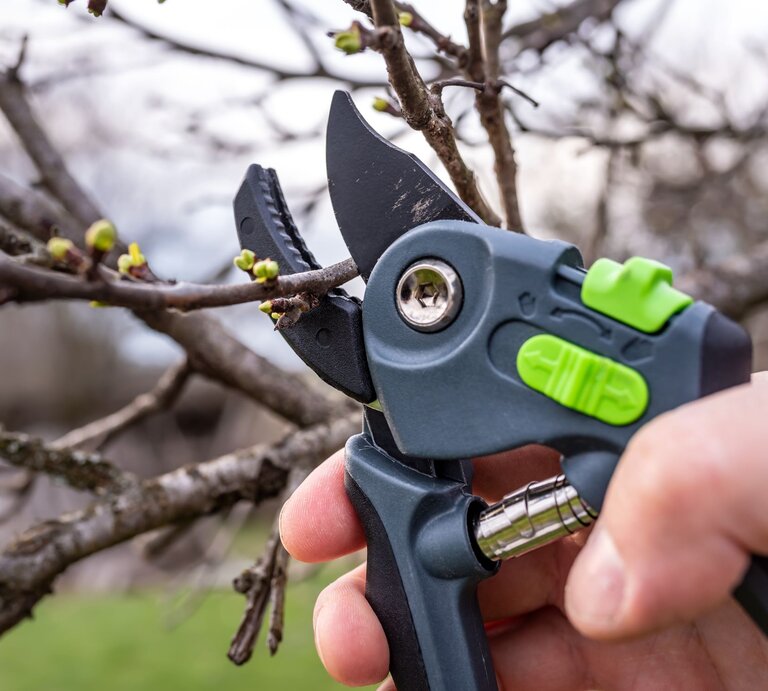 Eine Hand schneidet mit einer Gartenschere einen Zweig mit frischen Knospen vor unscharfem Hintergrund ab. | © Shutterstock/Dejan82