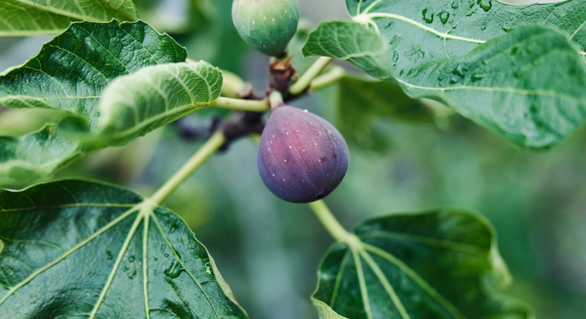 Reife Feige mit lilafarbener Schale hängt neben einer grünen Frucht an einem Ast mit großen, regennassen Blättern.