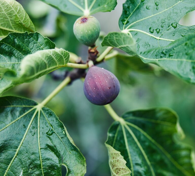 Reife Feige mit lilafarbener Schale hängt neben einer grünen Frucht an einem Ast mit großen, regennassen Blättern. | © Shutterstock/ShotPrime Studio