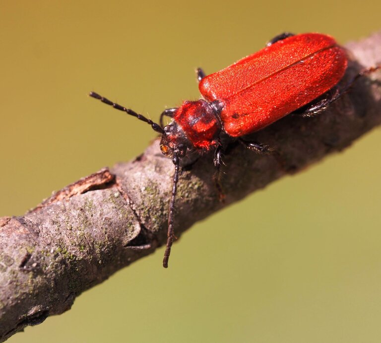 Ein leuchtend roter Rothaarbock-Käfer krabbelt auf einem moosbedeckten Ast vor unscharfem, grünlichem Hintergrund. | © AdobeStock/Jademacro