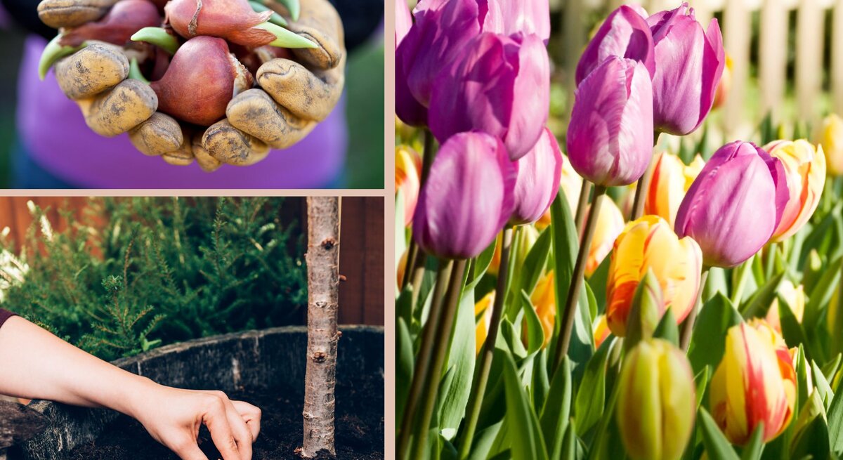 Bild-Collage: Erdeverschmierte Hände halten keimende Blumenzwiebeln, darunter Pflanzung in Erde sowie blühende Tulpen in kräftigen Farben.