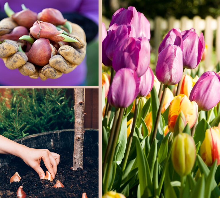 Bild-Collage: Erdeverschmierte Hände halten keimende Blumenzwiebeln, darunter Pflanzung in Erde sowie blühende Tulpen in kräftigen Farben. | © Canva/Collage:bildderfrau.de