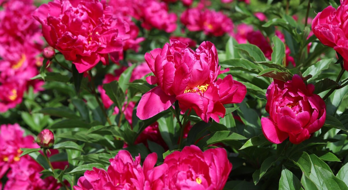 Leuchtend pinke Pfingstrosen in voller Blüte, umgeben von üppigen grünen Blättern an einem sonnigen Tag im Garten.