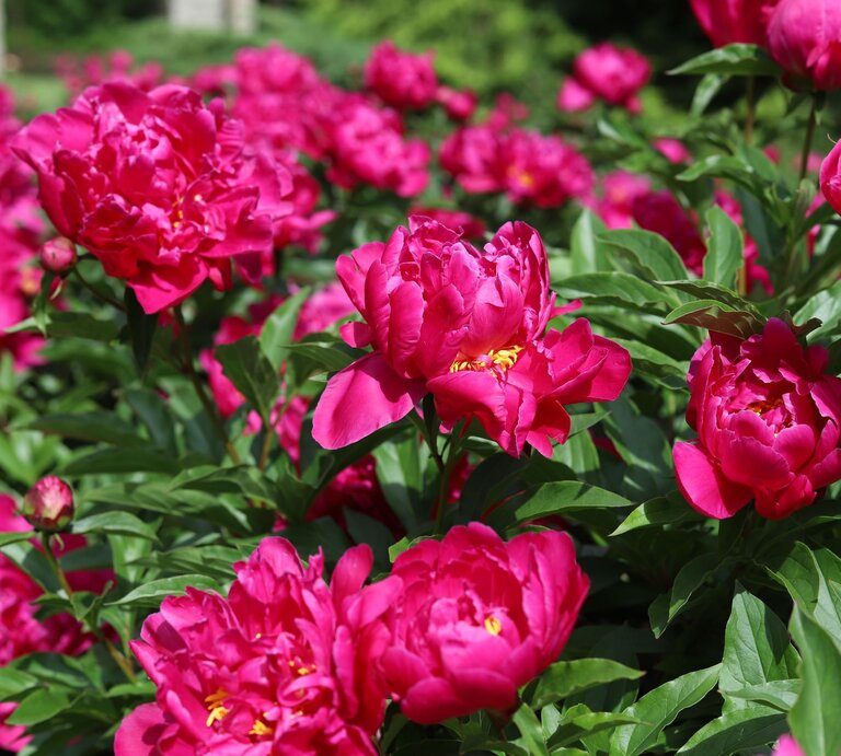 Leuchtend pinke Pfingstrosen in voller Blüte, umgeben von üppigen grünen Blättern an einem sonnigen Tag im Garten. | © Shutterstock/Kabar
