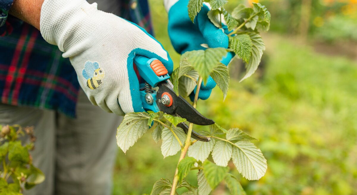 Eine Gärtnerin schneidet einen Himbeerstrauch mit einer Gartenschere.