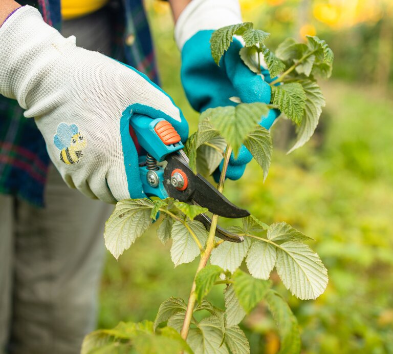 Eine Gärtnerin schneidet einen Himbeerstrauch mit einer Gartenschere. | © Getty Images/ Irina Shatilova