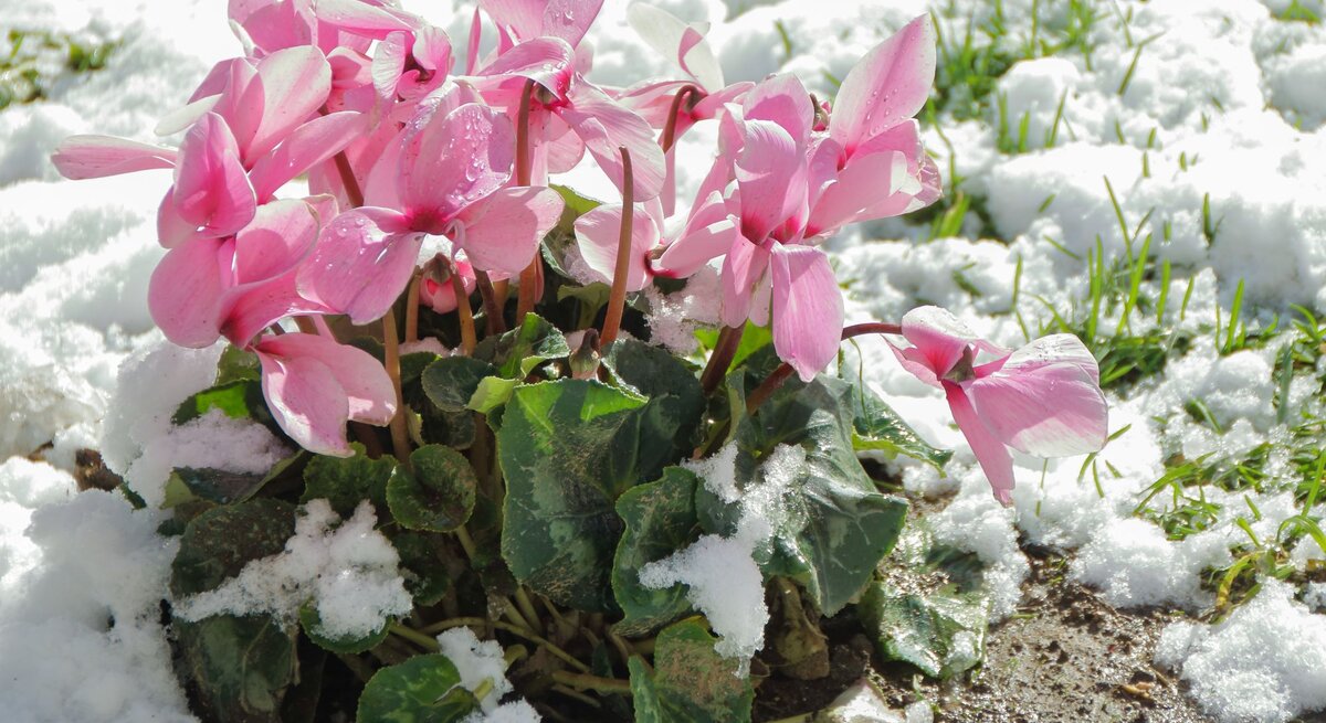 Rosa Blüten eines winterharten Alpenveilchens ragen zwischen schmelzendem Schnee auf feuchtem Boden mit ersten grünen Halmen hervor.
