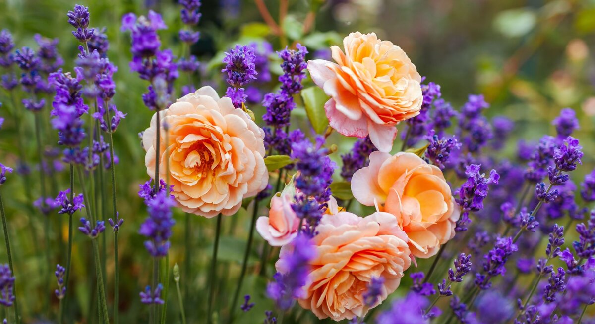 Vier apricotfarbene Rosenblüten stehen zwischen hohen lila Lavendelstängeln in einem sommerlichen Garten.