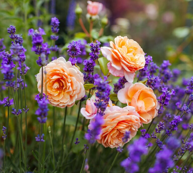 Vier apricotfarbene Rosenblüten stehen zwischen hohen lila Lavendelstängeln in einem sommerlichen Garten. | © Shutterstock/Mariia Boiko
