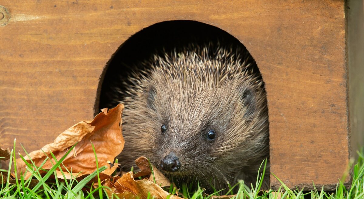 Ein kleiner Igel schaut neugierig aus einem hölzernen Unterschlupf, umgeben von Herbstblättern und grünem Gras.