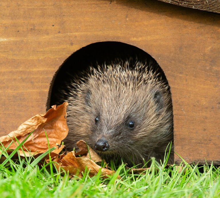 Ein kleiner Igel schaut neugierig aus einem hölzernen Unterschlupf, umgeben von Herbstblättern und grünem Gras. | © Shutterstock/Serenity Images23