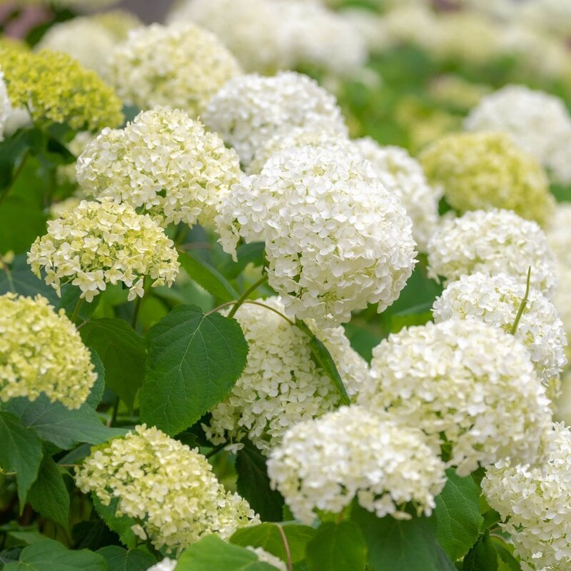 Weiße und hellgrüne Hortensienblüten blühen dicht an dicht in einem sonnigen Garten, umgeben von sattem grünen Laub. | © Shutterstock/Wut_Moppie