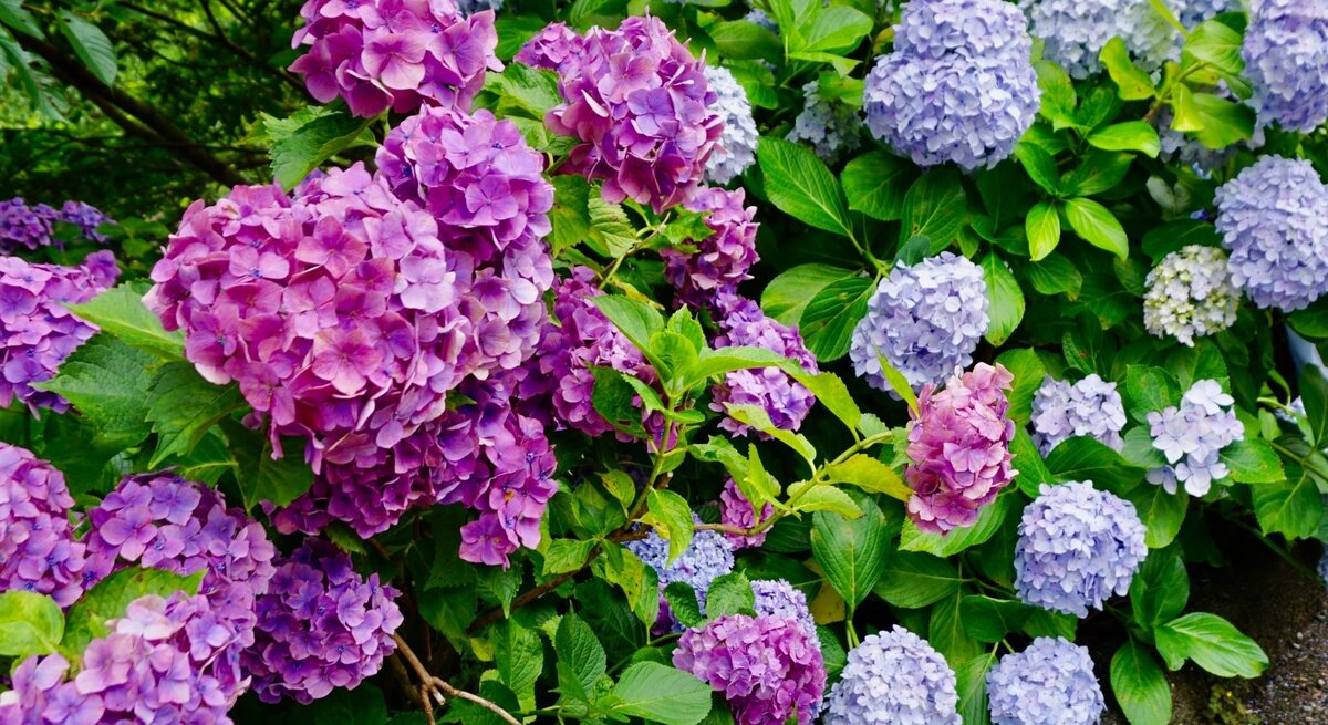 Lila und hellblaue Hortensienblüten blühen üppig in einem grünen Garten, die Farben kontrastieren kräftig mit dem Laub.