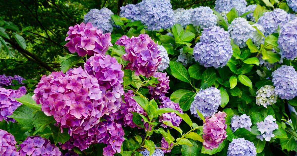 Mit diesem genialen Tipp musst du deine Hortensie nicht mehr überwintern